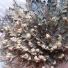 Rose von Jericho - Ein Geburtssymbol